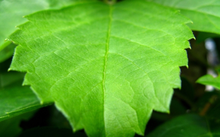 Leaf - leaf, tree, forest, nature