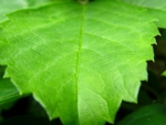 Leaf