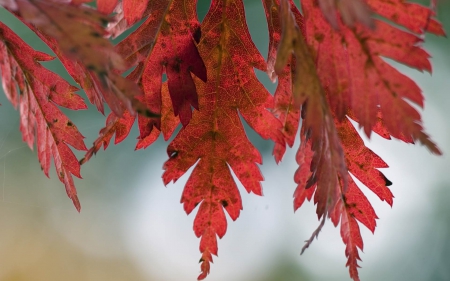 Leaf - nature, wood, leaf, tree