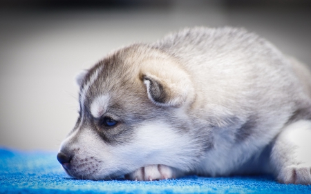 Husky - animal, pretty, cute, animals, beautiful, sweet, puppy, puppys, dogs, lovely, dog