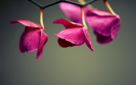 Hanging Flowers - beauty, flowers, photography, red