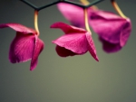 Hanging Flowers