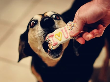 Iâ™¥U - cake, love, dog, sweet, funny