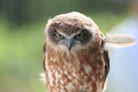 To the left, to the left! - grey, feather, funny, baby owl, angry, bird