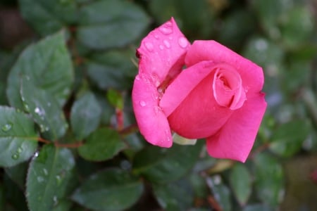 ♥ - water, beautiful, drops, rose, wet, flower, pink