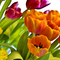 Tabletop spring tulips