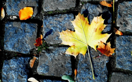 Autumn leaf - floor, nature, leaf, autumn