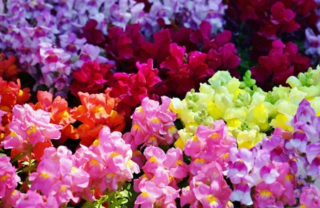 Pretty flowers - flowers, petals, nature, bloom