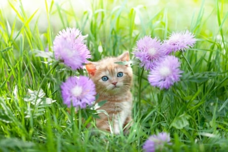 Spring Kitten - flowers, kitten, Spring, grass, cat