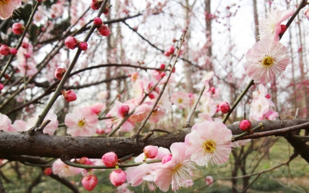 Spring morning - nature, flowers, branch, spring