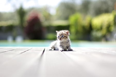 Cat - hat, pretty, cat face, beautiful, lovely, paws, cat, kitten, cute, cats, face, sleeping, animals, kitty