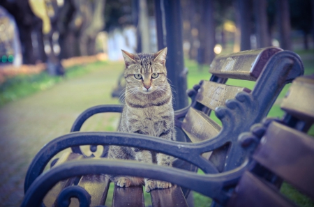 Cat - sleeping, cat face, hat, cat, kitty, animals, lovely, kitten, paws, face, pretty, cats, beautiful, cute