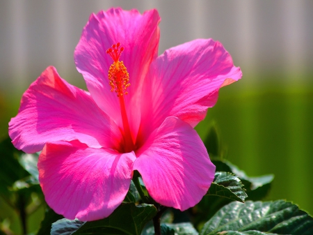 Bold beauty - bright, hibiscus, purple, pink