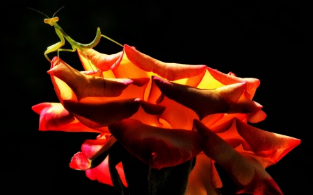 Praying mantis on a rose - black, praying mantis, red, green, rose, insect, flower