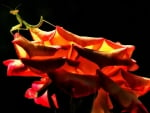 Praying mantis on a rose