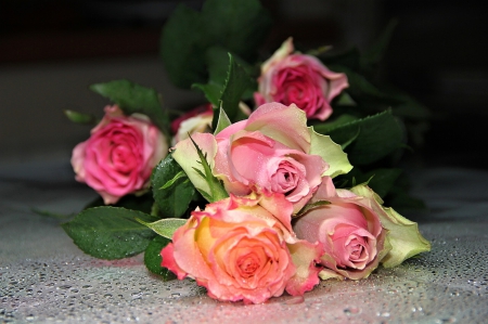 Roses - roses, wonderful, colors, pink