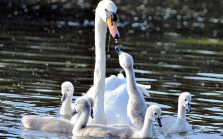 Swans - bird, water, swan, chick, baby, family, white, cute, lake