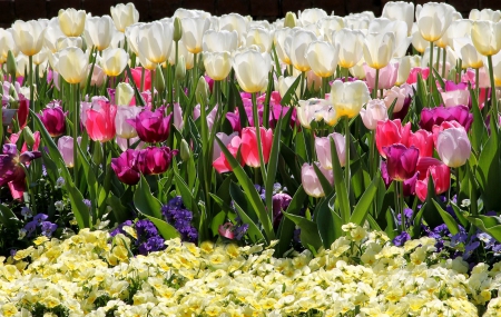 Spring Flowers - nature, tulips, flowers, spring