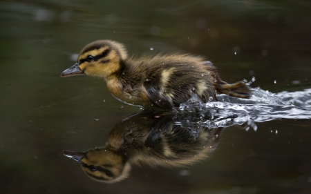 Speedy - easter, bird, duckling, water, funny, cute, baby