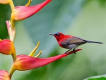 Spring flowers and bird.