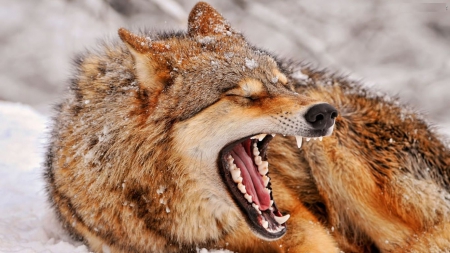 Tired Wolf - wildlife, wolves, wilderness, predator, snow, winter