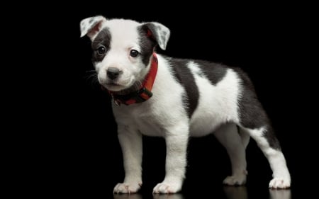 Puppy - white, puppy, dog, red, animal, cute, black