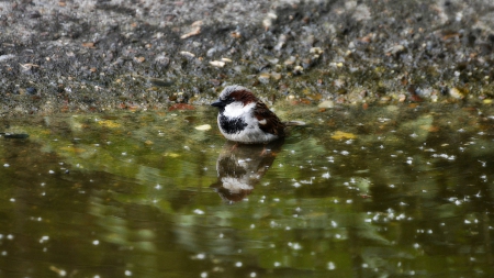 bath - bath, sparrow, bird, wet