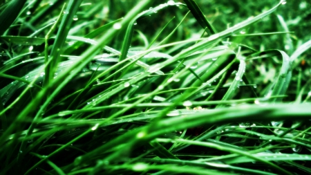 grass - green, wp, grass, spring