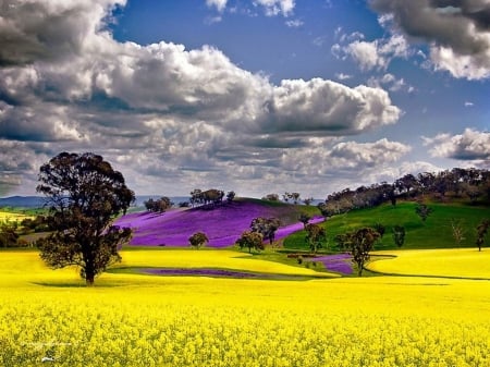 Colorful Fields - sky, trees, rape, clouds