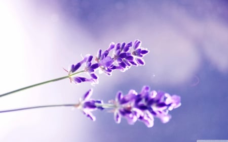 Lavender - flower, flowers, violet, lavender, two lavender, two