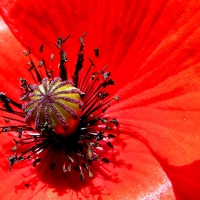 Poppies