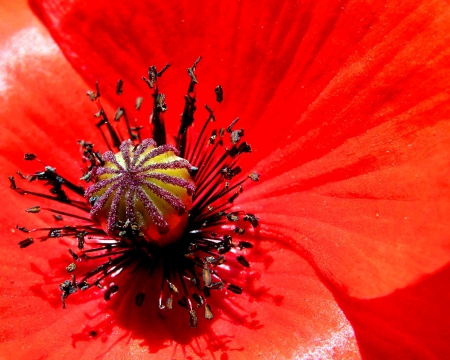 Poppies - red poppy, red flowers, nature, red poppies, red, flowers, red flower, poppies, poppiy, flower