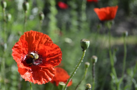 Red beauty - nature, flowers, garden, red