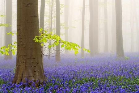 Awaking Nature - flowers, trees, mist, springtime, morning, leaves