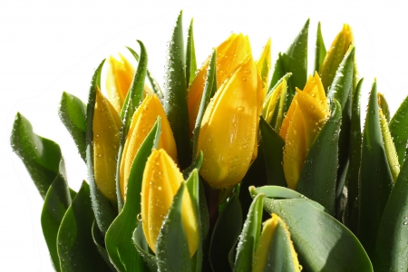 Fresh tulips - drop, tulips, flower, yellow