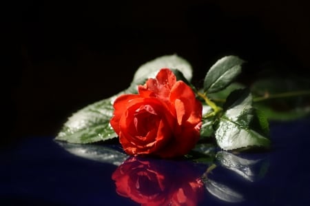 A rose for you - reflection, rose, flower, red rose