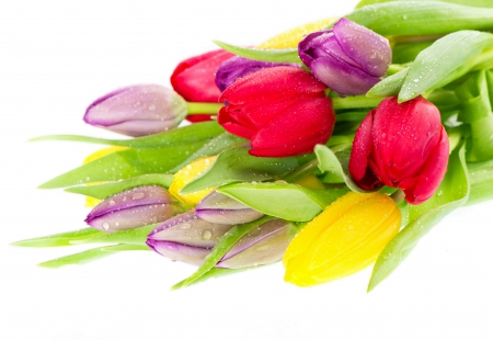 Spring flowers - flowers, spring, purple, tulips