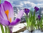 â™¥Spring Crocusesâ™¥