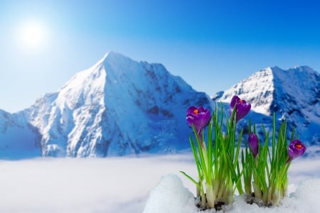 â™¥Spring Crocusesâ™¥ - crocus, sun, snow, flowers, mountains, spring