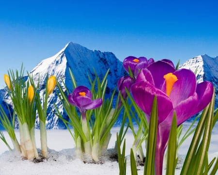 â™¥Spring Crocusesâ™¥ - crocus, snow, mountains, flowers, spring