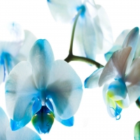 Blue Orchids