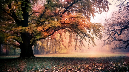 mighty tree on meadow in autumn - meadow, leaves, trees, mist, autumn, grass