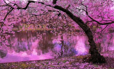 Cherry Trees in Full Bloom - cherry, flowers, trees, reflection