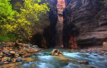 Canyon Entry - trees, national park, cliff, utah, zion, canyon, reddish rocks, beautiful, river