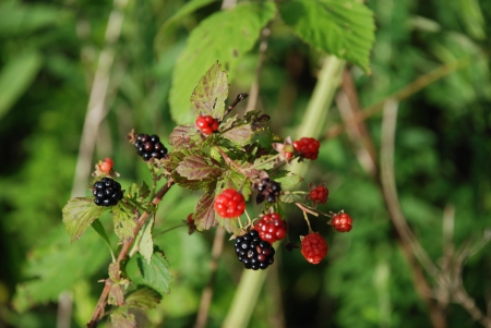 Growing Berries - berries, black, growing, red