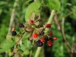 Growing Berries