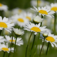 White and Yellow Beauties