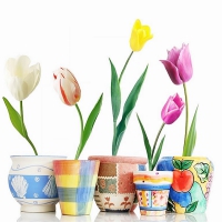 Tulips & pots