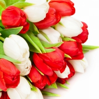 Red and white tulips