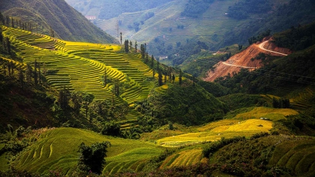 Rice Terraces, Vietnam - trees, beautiful, roads, mountains, green hills, rice fields